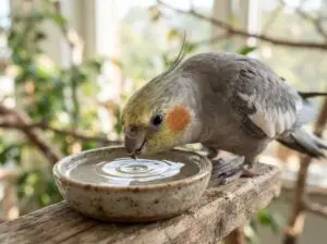 Cockatiel drinking fresh water during hot weather