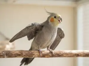 Cockatiel showing signs of heat stress in hot weather